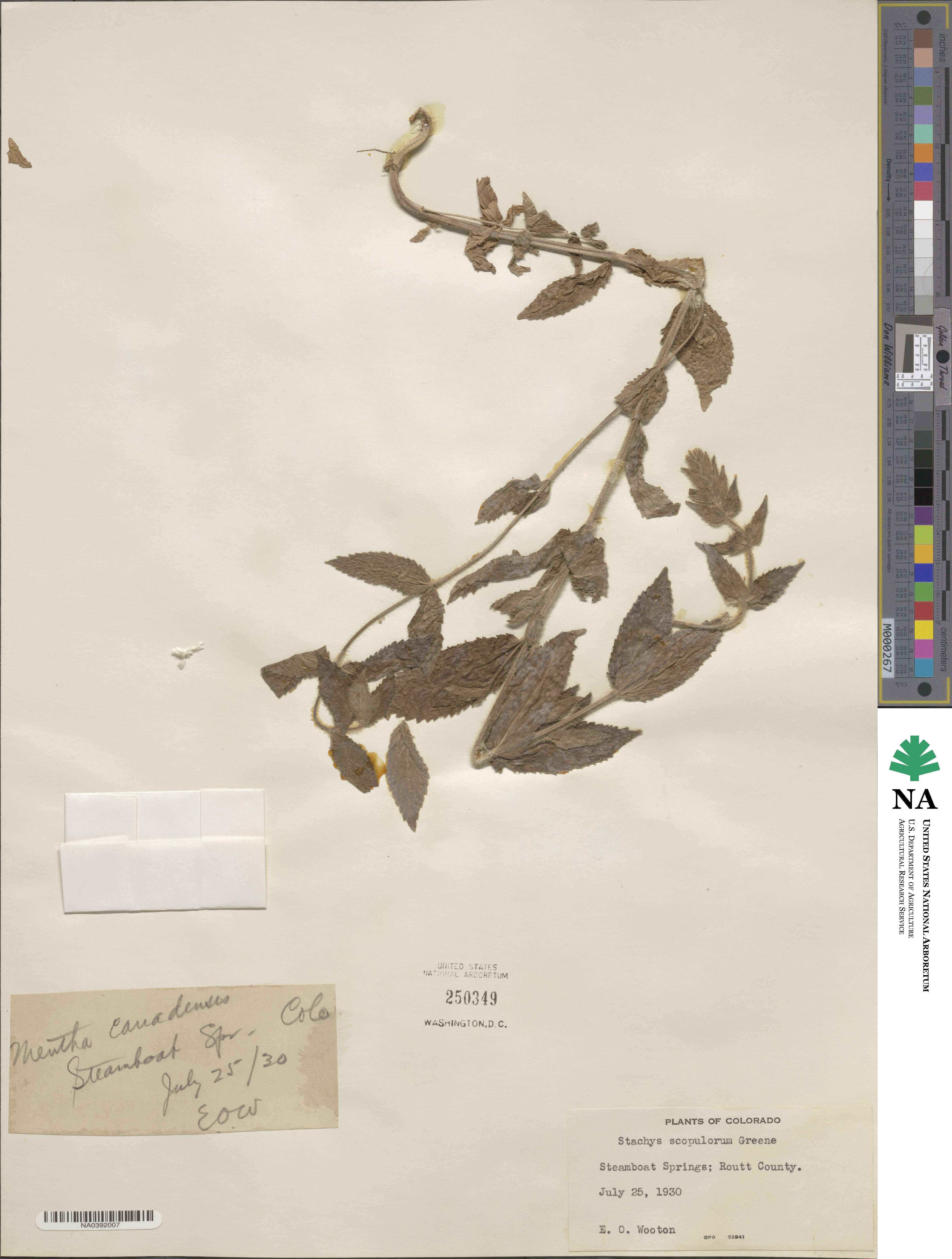 Stachys pilosa image