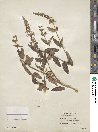 Stachys pilosa image