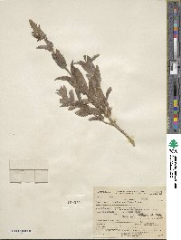 Stachys pilosa image