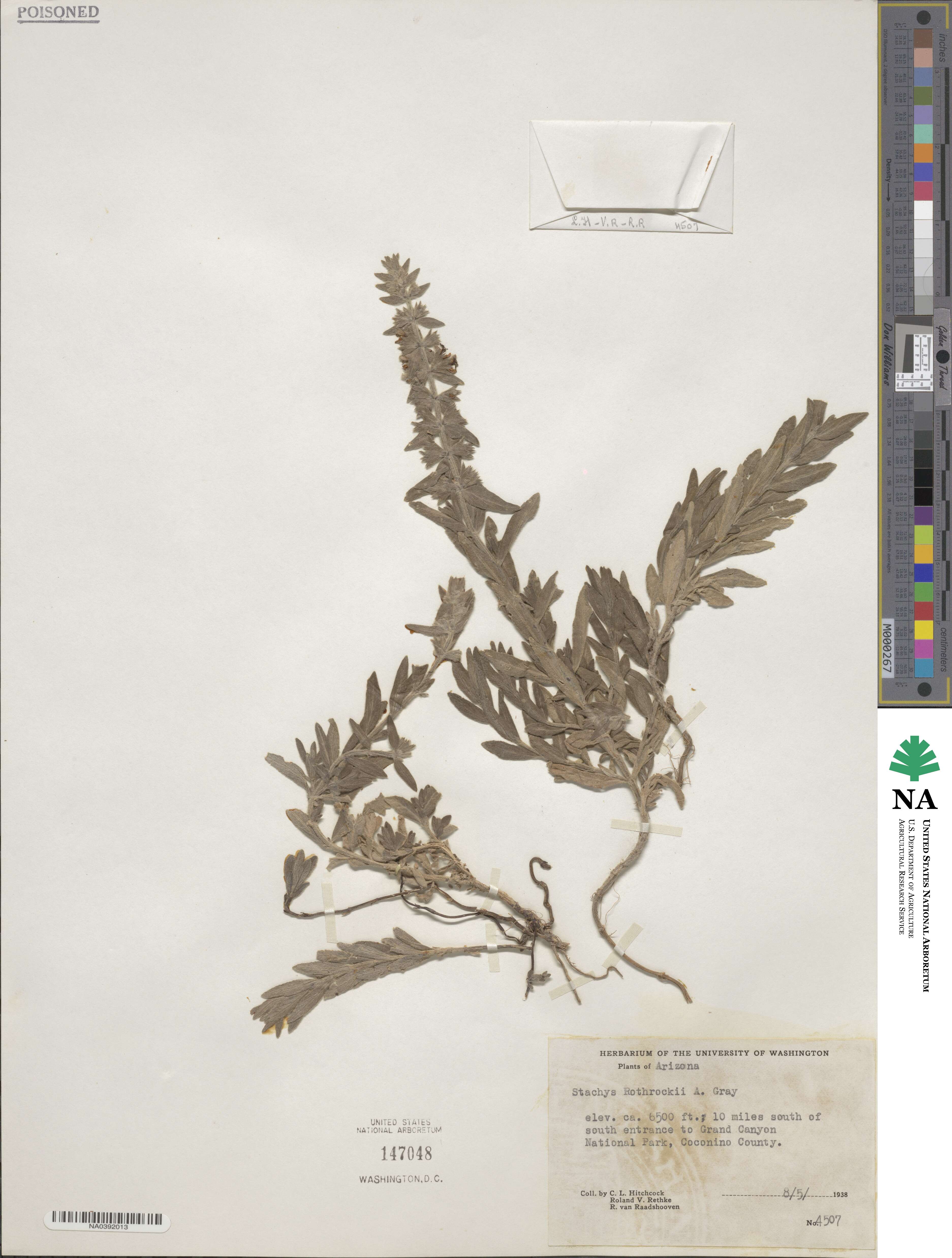 Stachys rothrockii image