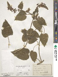 Stachys sylvatica image