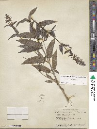 Stachys tenuifolia image