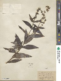 Stachys tenuifolia image