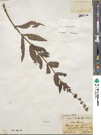 Stachys tenuifolia image