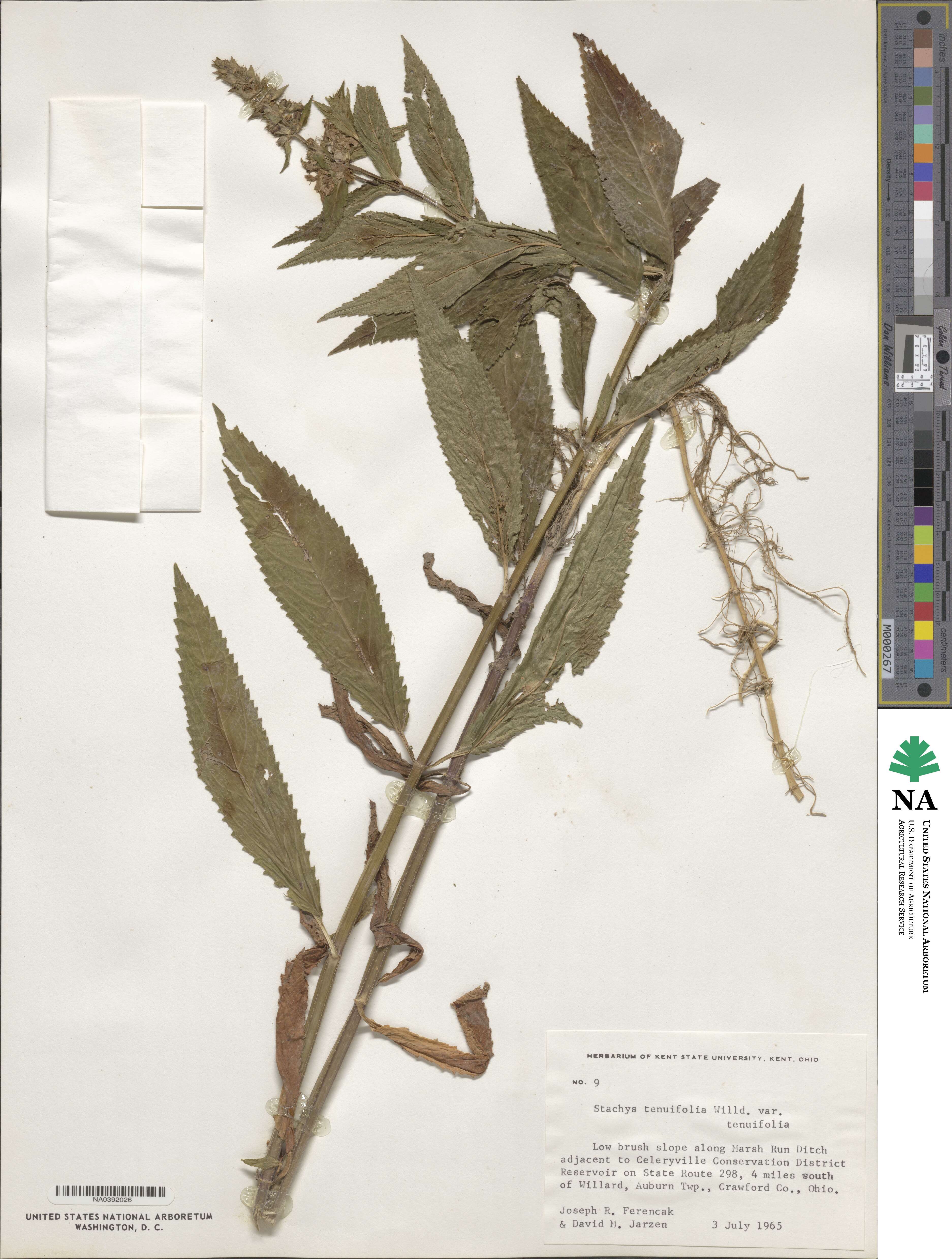 Stachys tenuifolia image