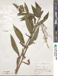 Stachys tenuifolia image