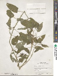 Stachys tenuifolia image