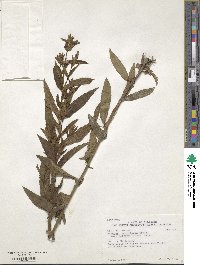 Stachys hispida image