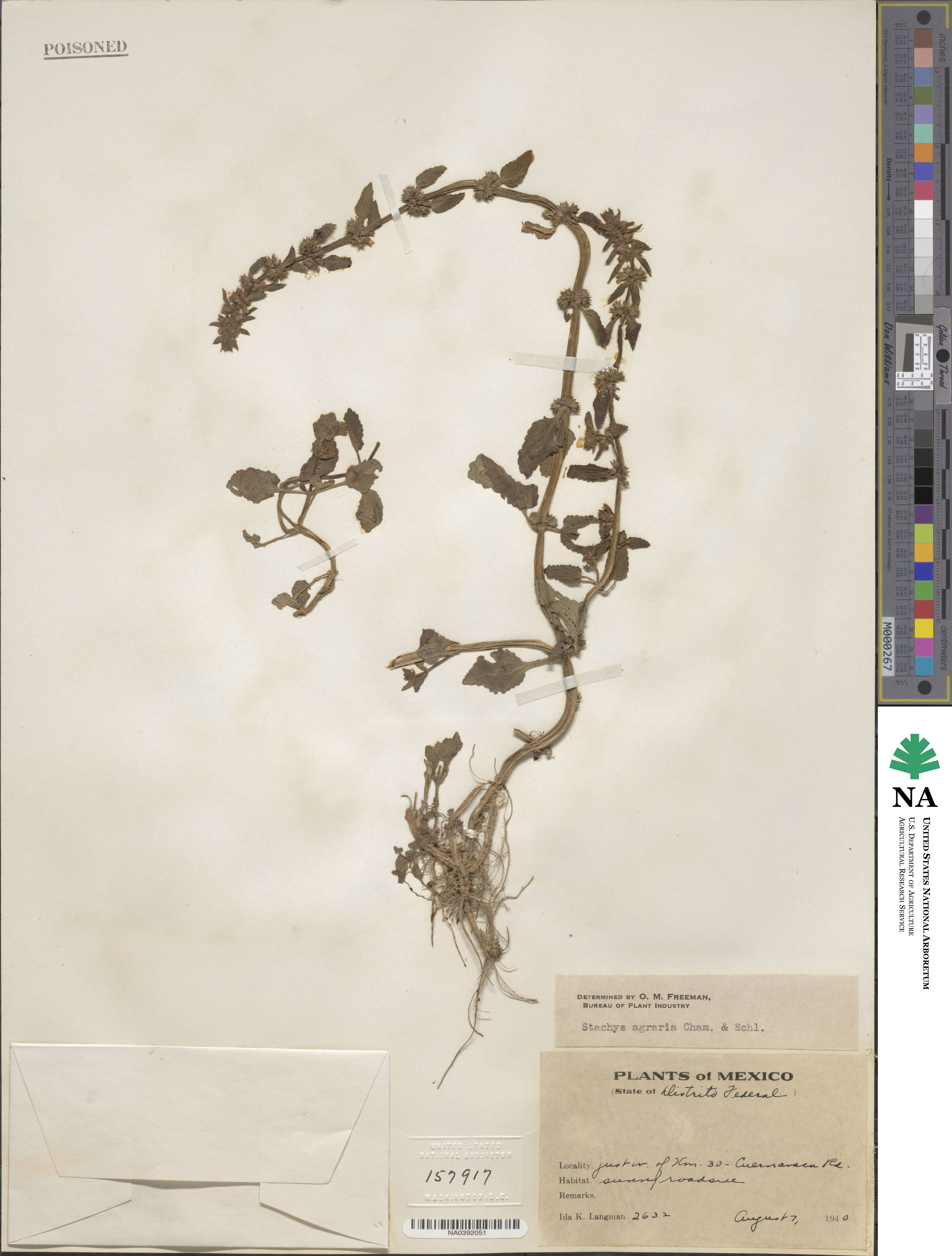 Stachys agraria image
