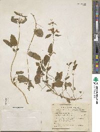 Stachys bigelovii image