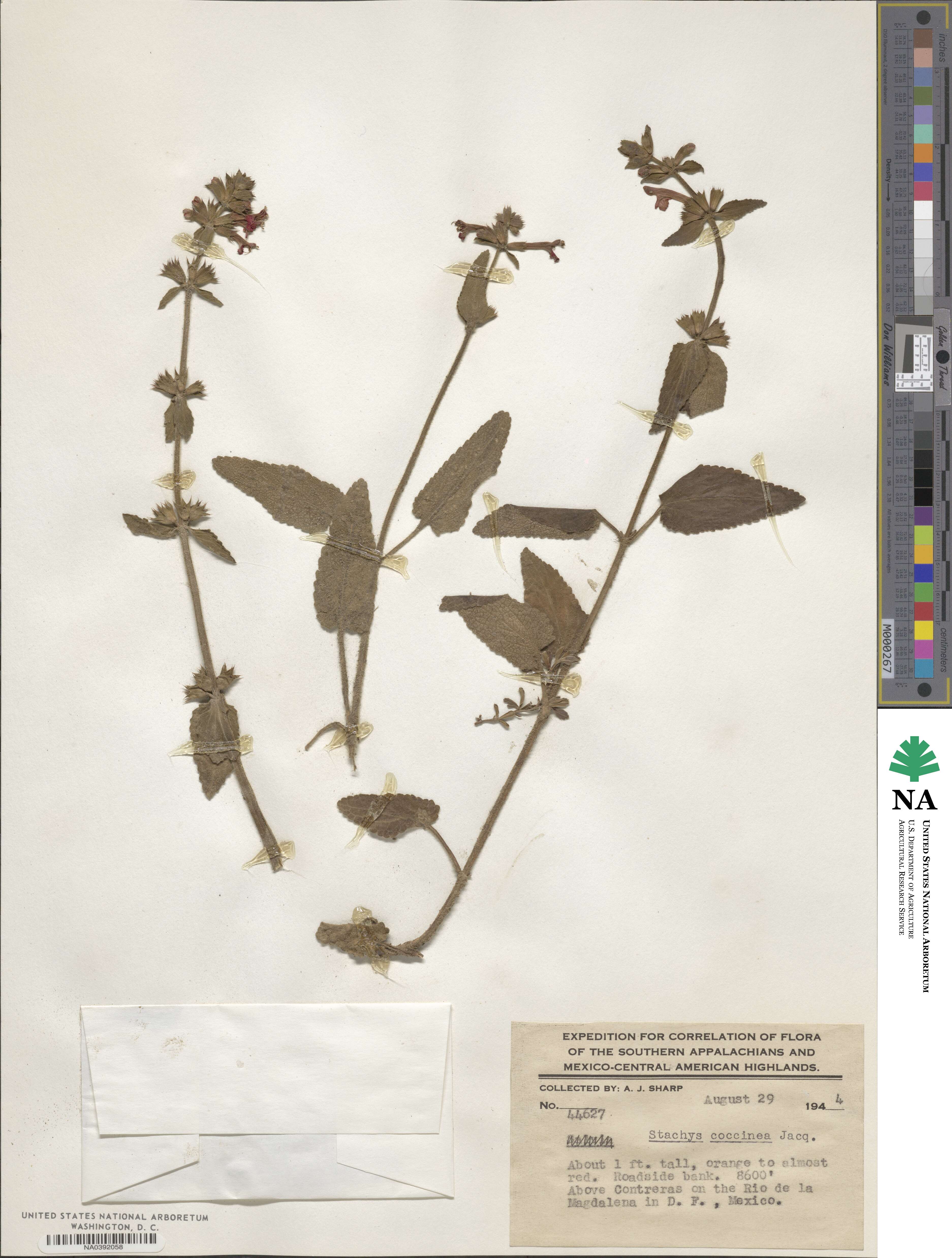 Stachys coccinea image