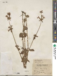 Stachys coccinea image