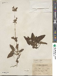 Stachys coccinea image