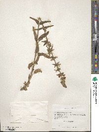 Stachys araucana image