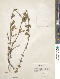 Stachys grandidentata image