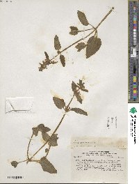 Stachys peruviana image