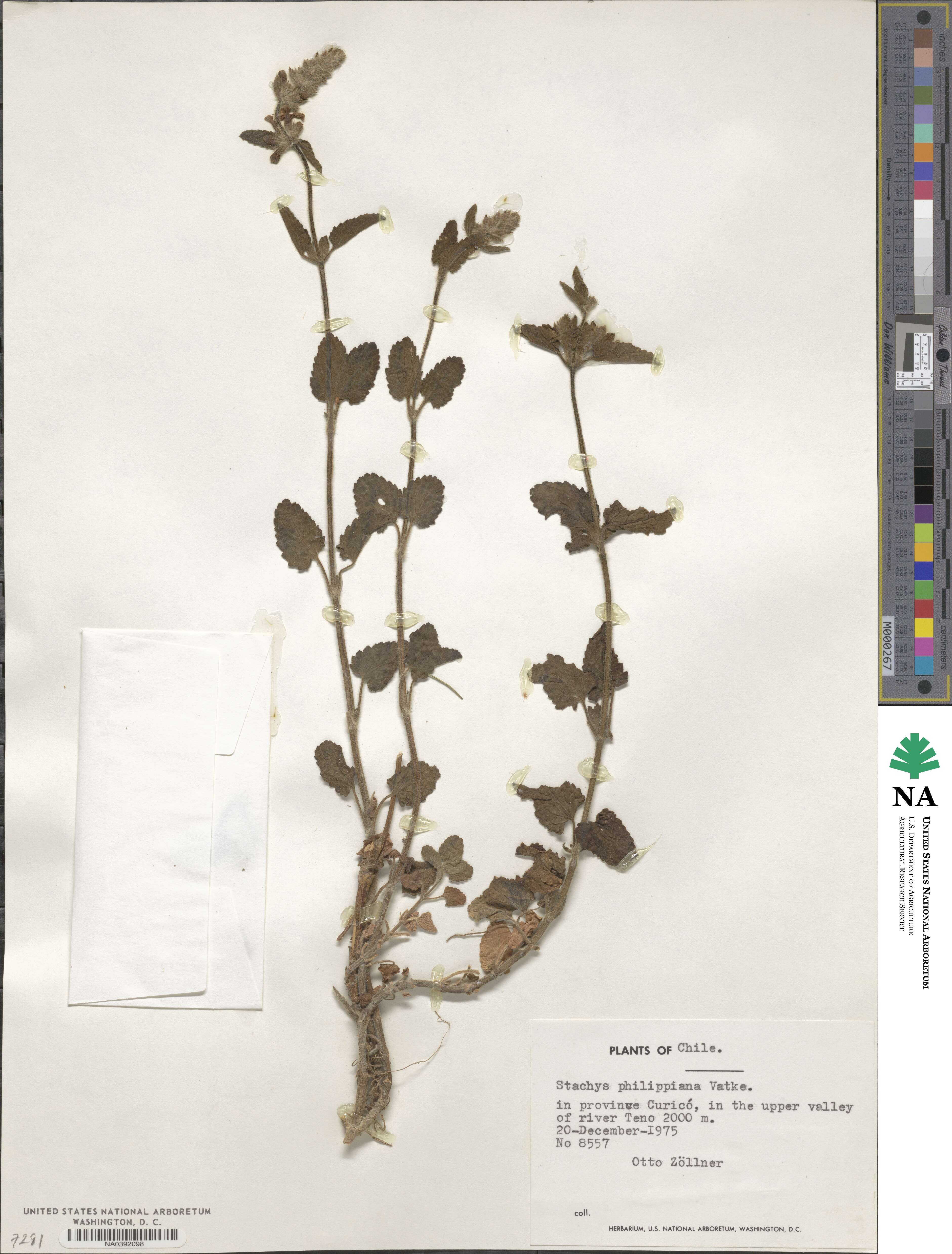 Stachys philippiana image