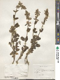 Stachys sericea image