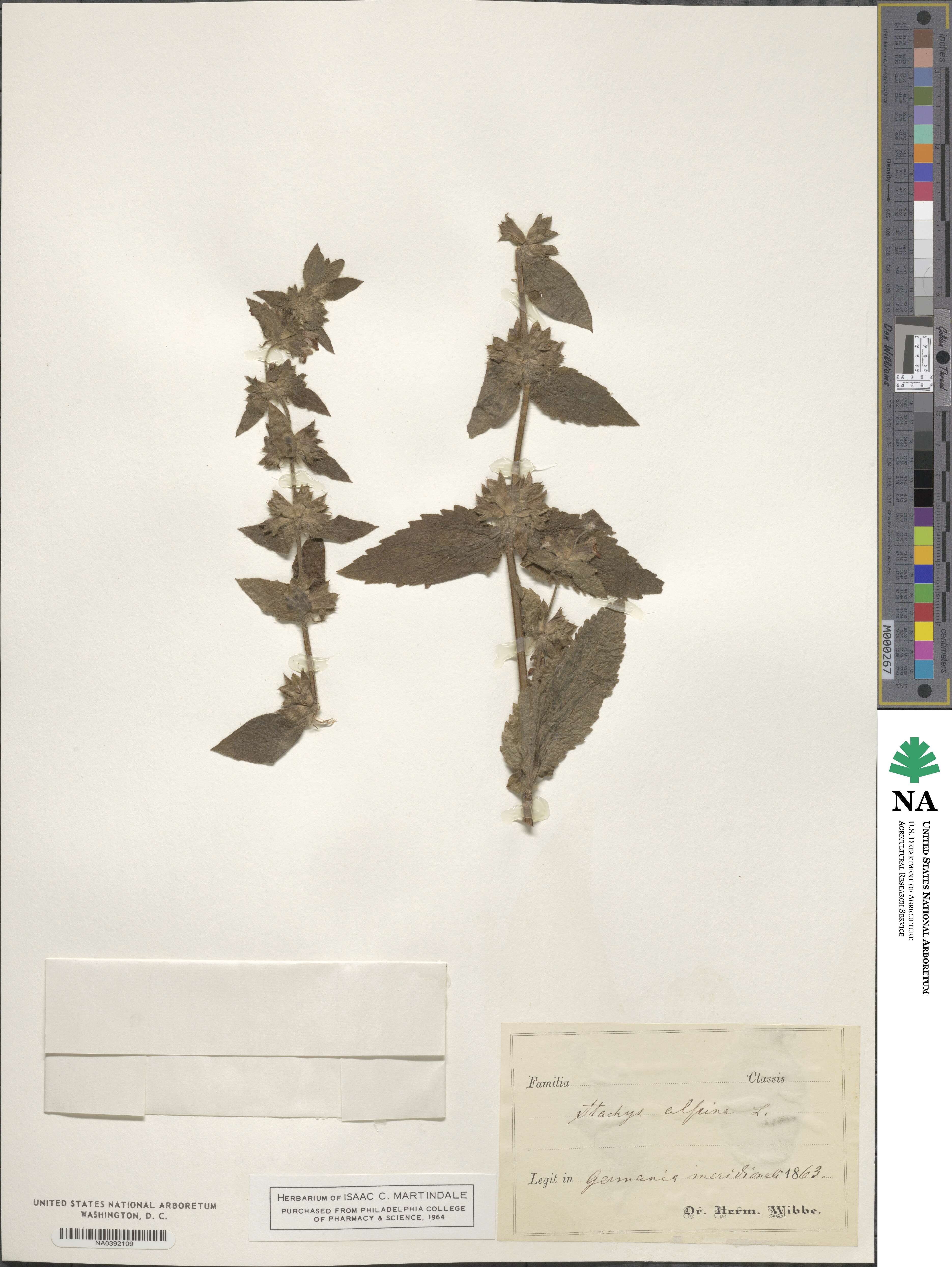 Stachys alpina image