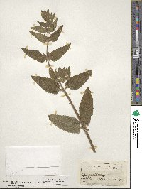 Stachys alpina image