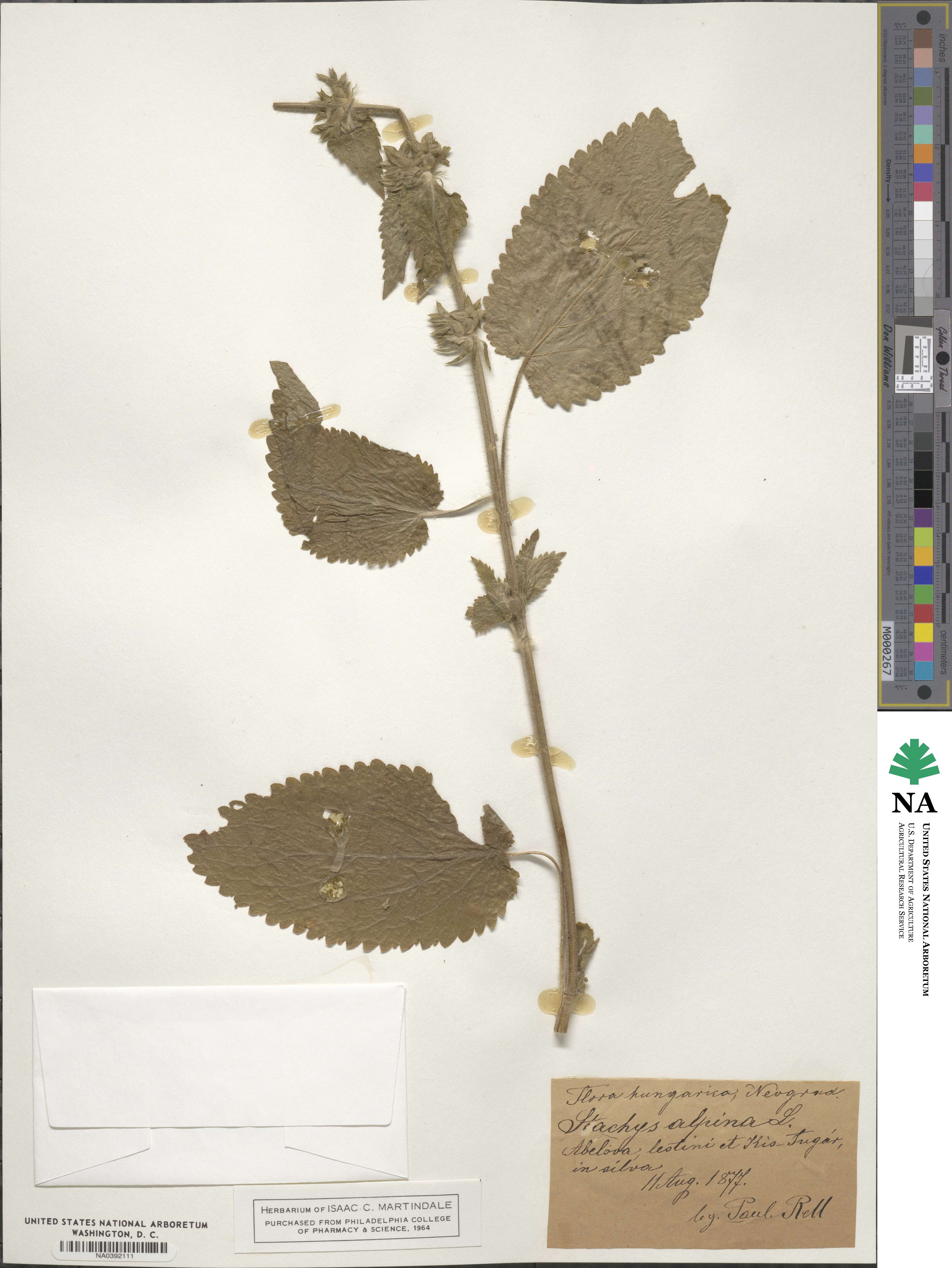 Stachys alpina image