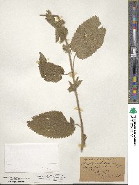 Stachys alpina image