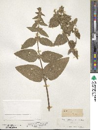 Stachys alpina image