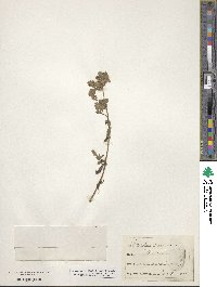 Stachys annua image