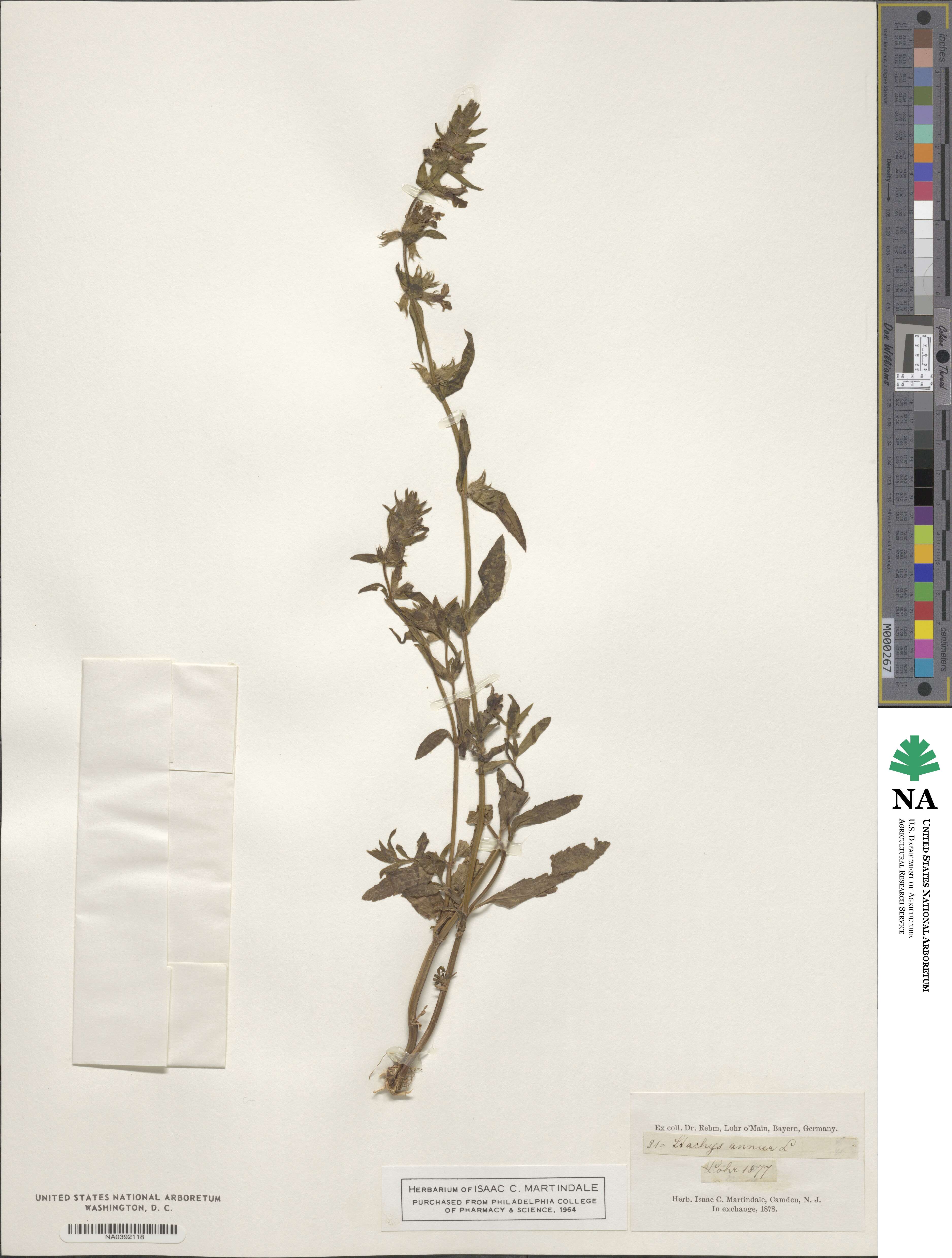 Stachys annua image