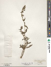 Stachys annua image