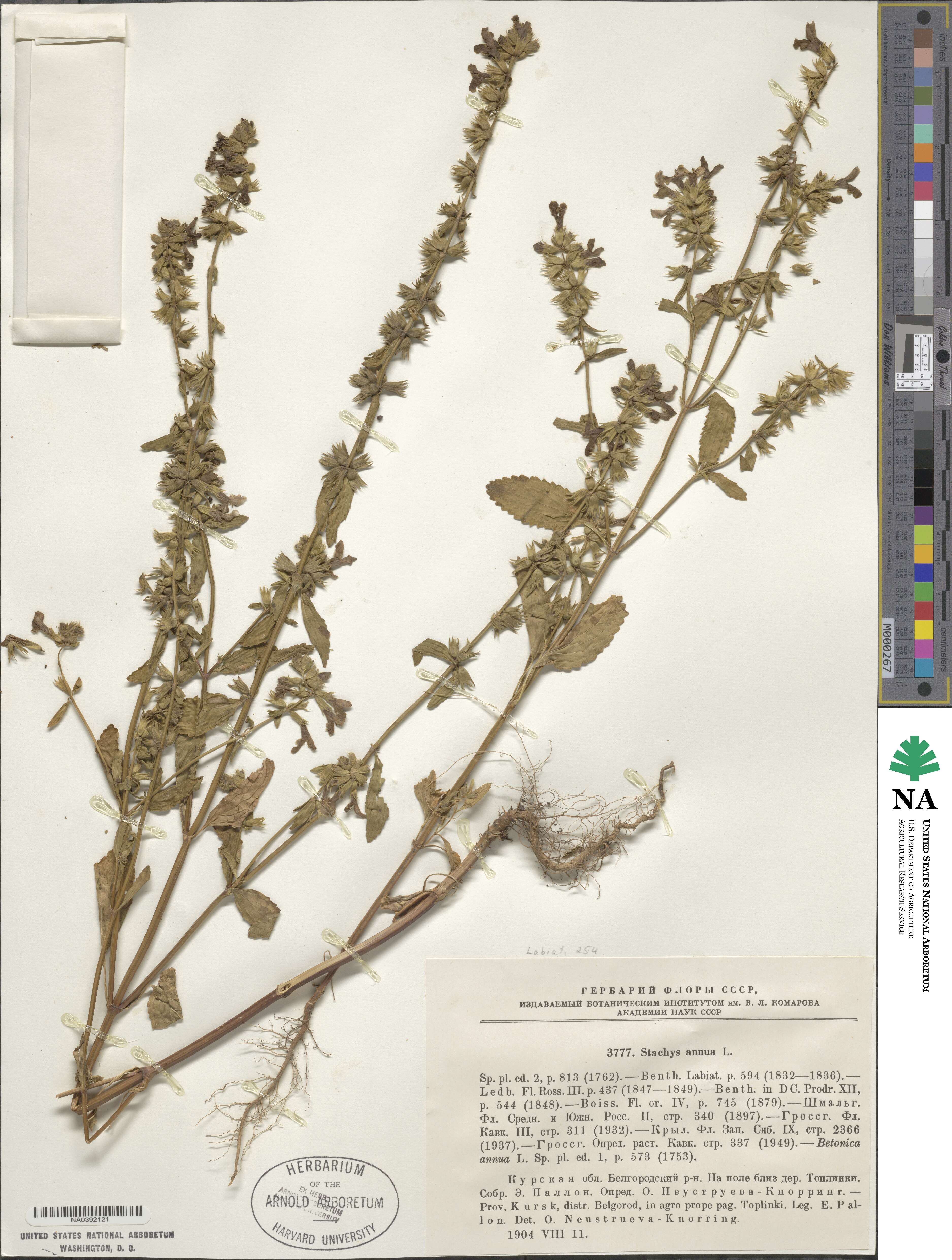 Stachys annua image