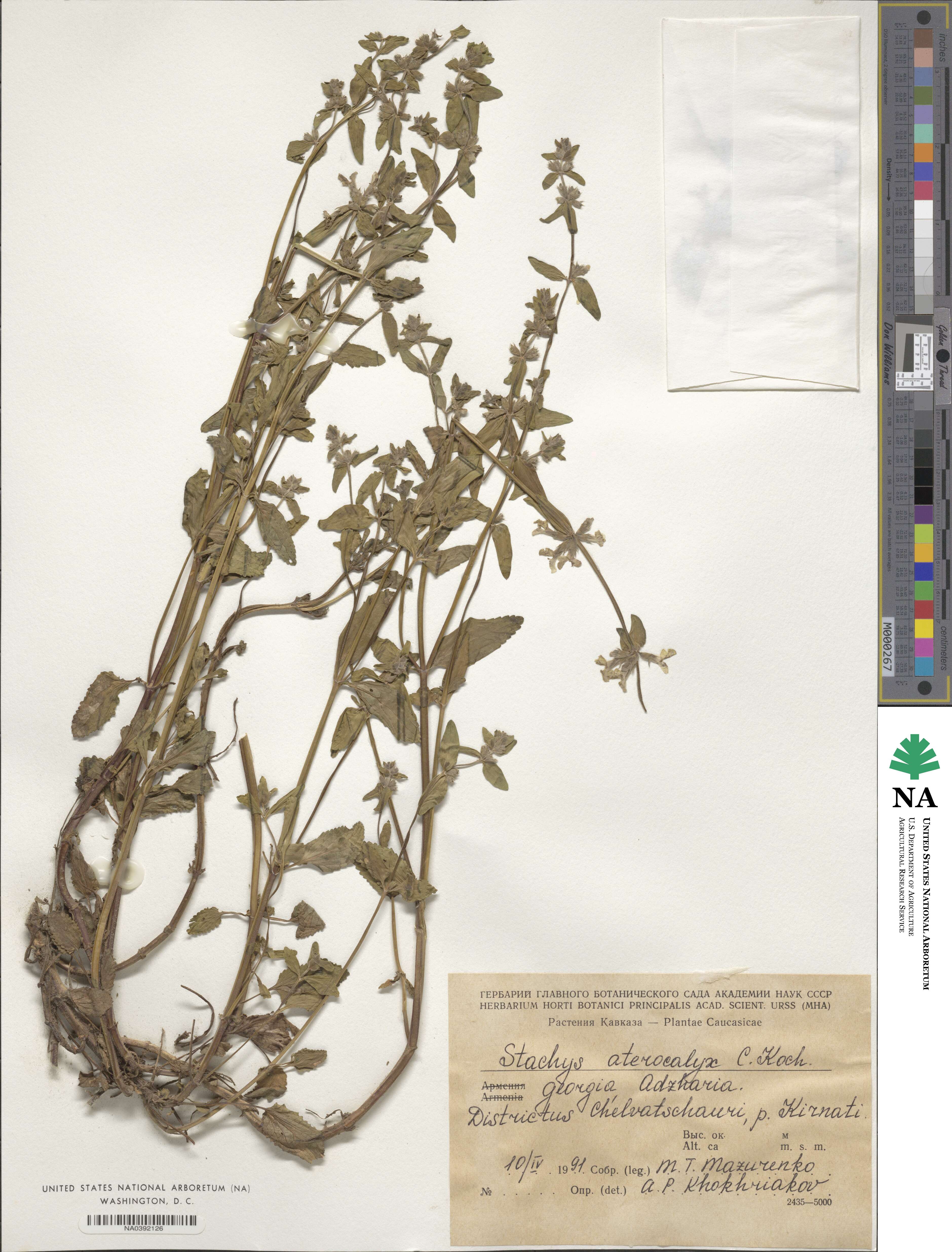 Stachys atherocalyx image