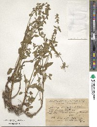 Stachys atherocalyx image