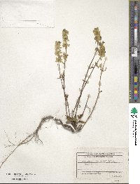 Stachys atherocalyx image