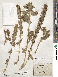 Stachys germanica image