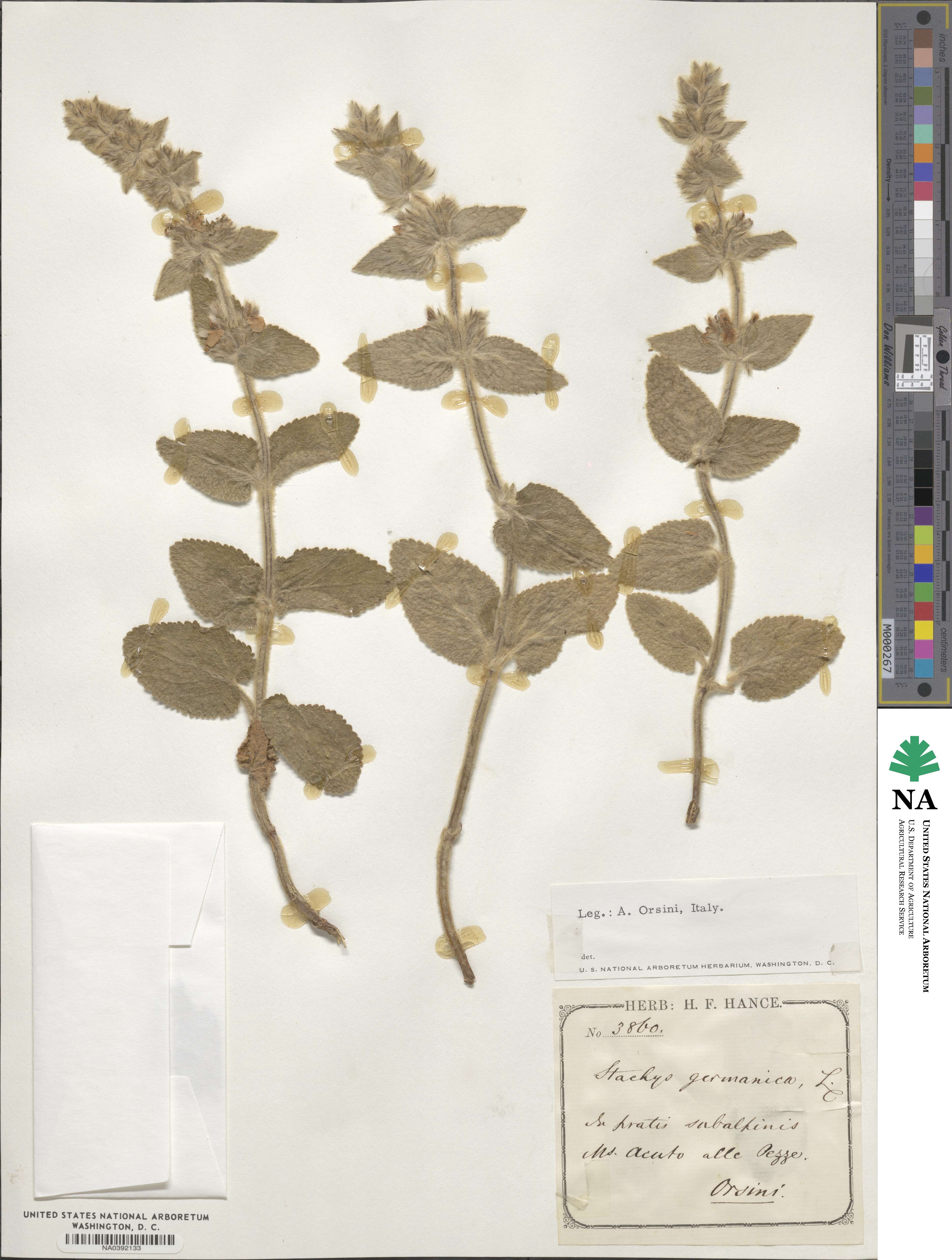 Stachys germanica image