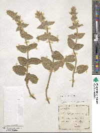 Stachys germanica image