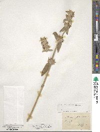 Stachys germanica image