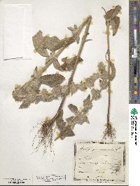 Stachys germanica image