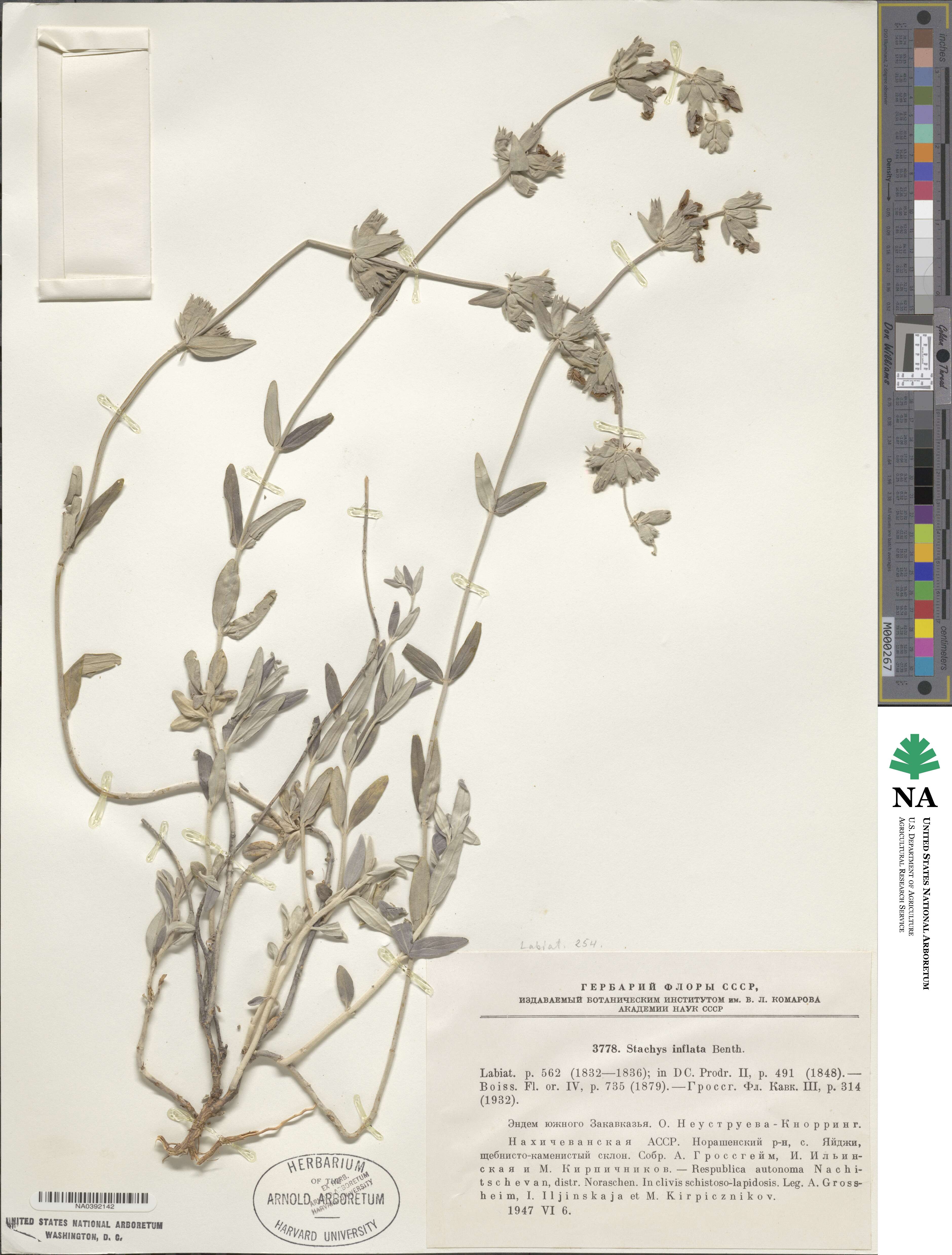 Stachys inflata image