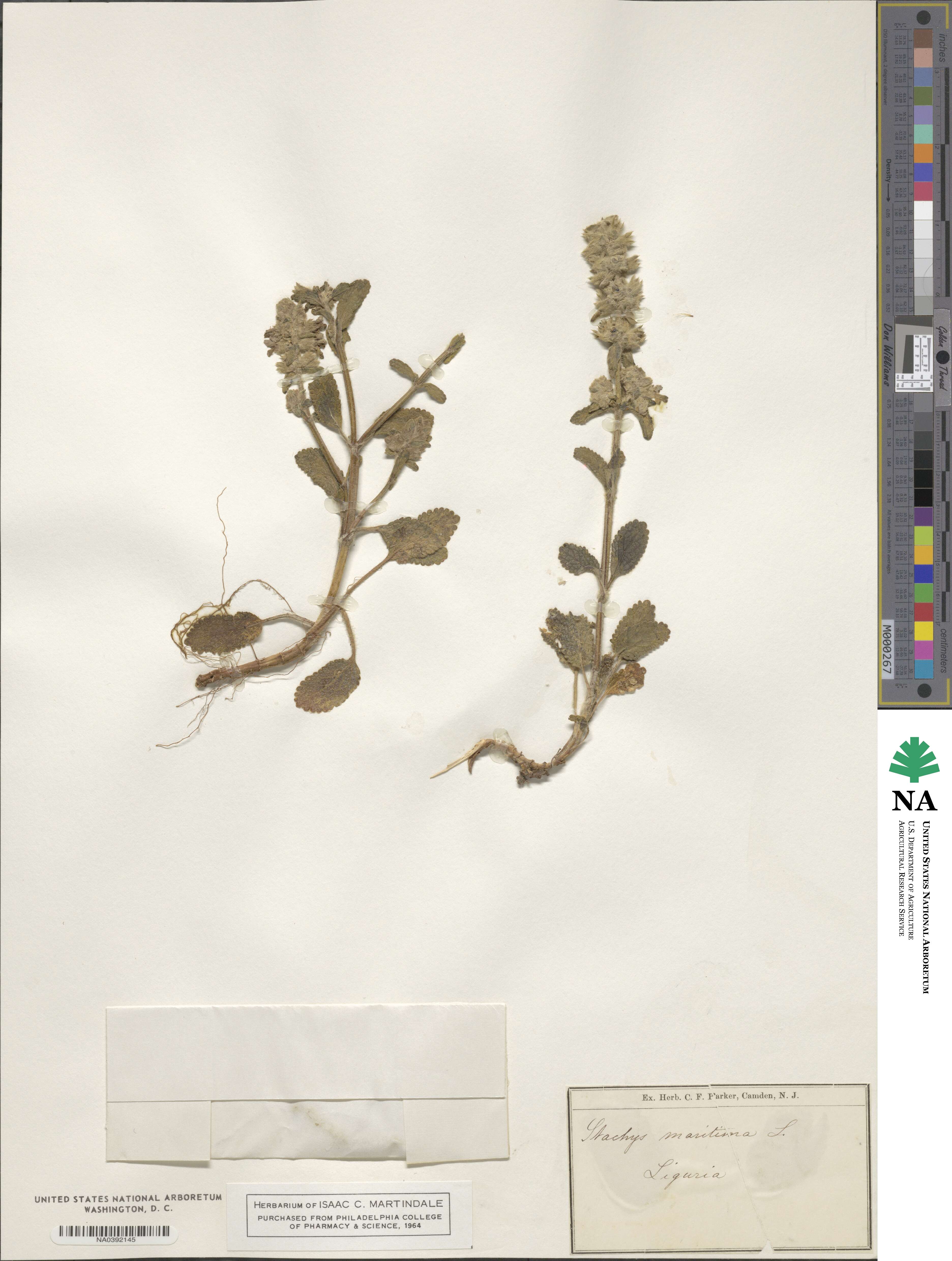 Stachys maritima image
