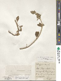 Stachys maritima image