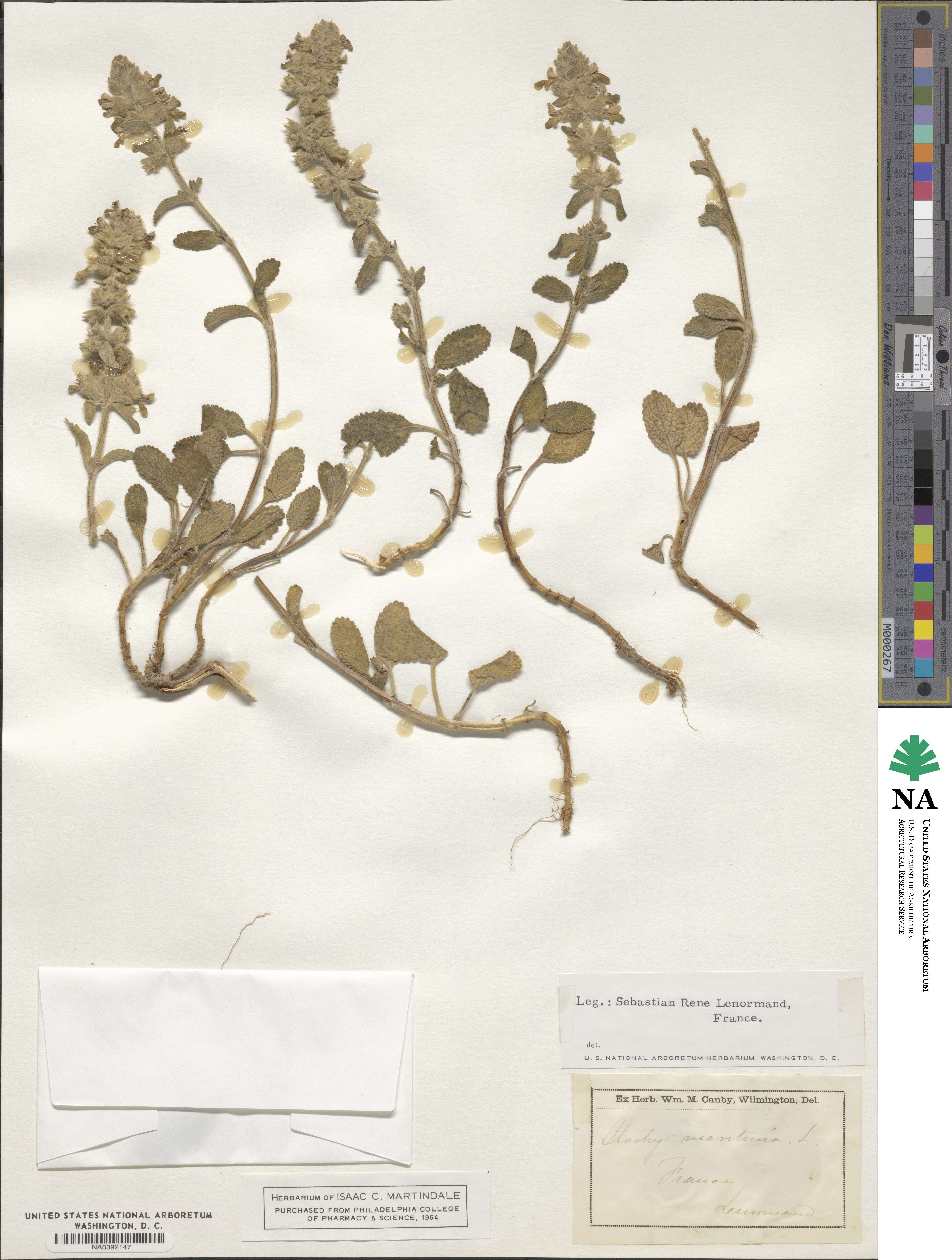 Stachys maritima image