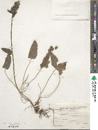 Betonica officinalis image