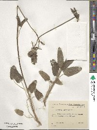 Betonica officinalis image