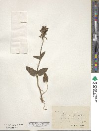 Betonica officinalis image