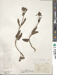 Betonica officinalis image