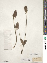 Betonica officinalis image