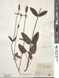 Betonica officinalis image