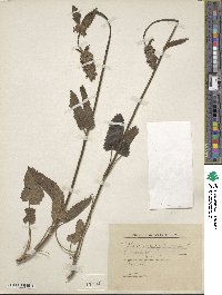 Betonica officinalis image